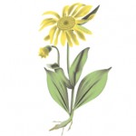 Arnica