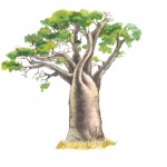 Baobab