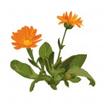 Calendula